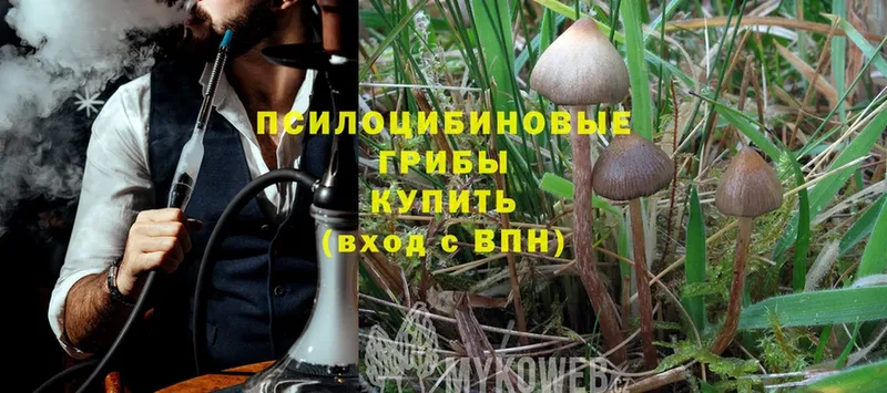 Псилоцибиновые грибы Psilocybe  продажа наркотиков  Олонец 